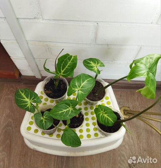 Сингониум. Укоренённые детки