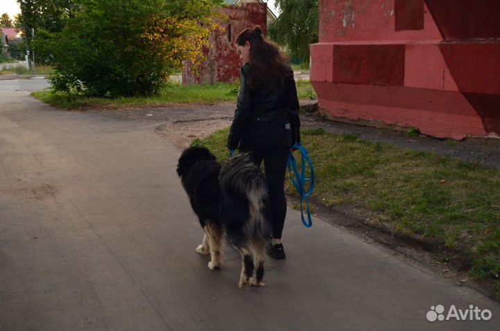 Кинолог
