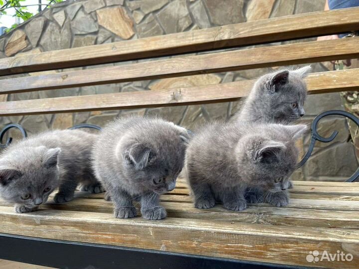 Русская голубая