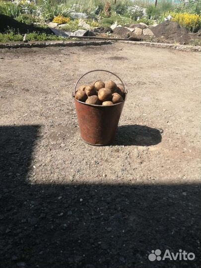 Продам картофель