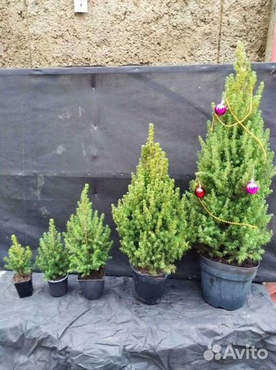 Живая ель Коника канадская
