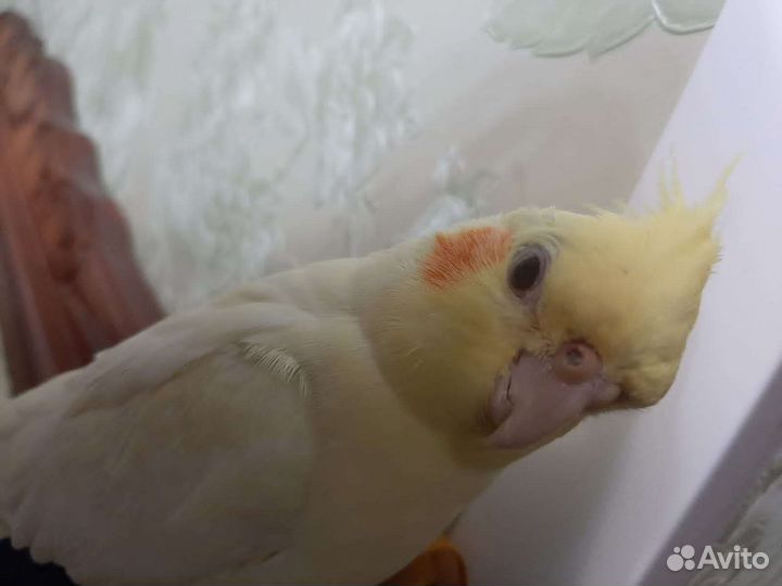 Улетел попугай корелла