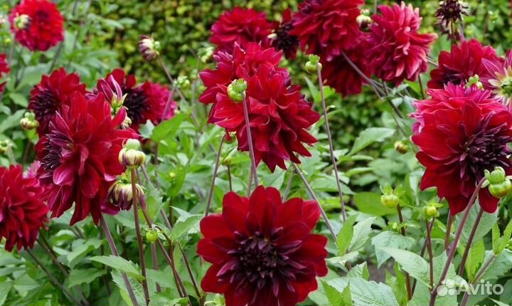 Георгины клубни