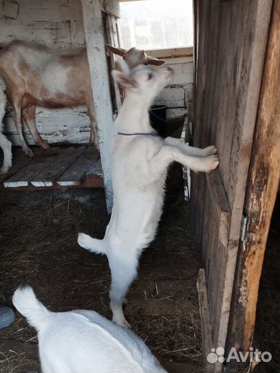 Козочки зааненско чешской породы