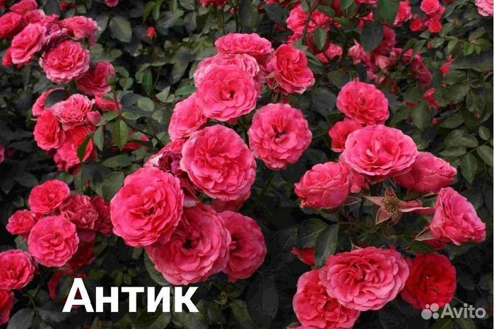 Розы саженцы