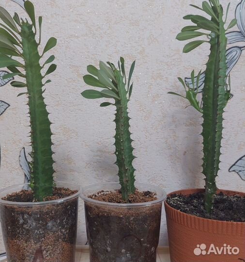 Молочай трехгранный