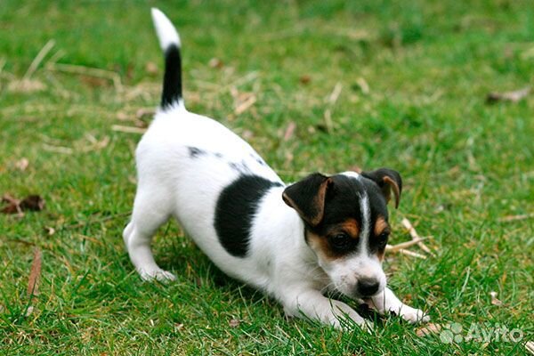 Щеночки-метисы