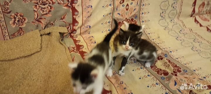 Кошки в добрые руки бесплатно