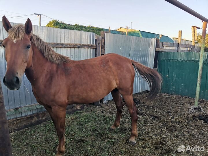 Продам кобылу и кобылу с жеребенком