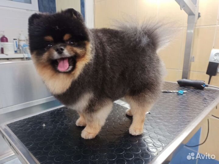 Груминг. Стрижка собачек