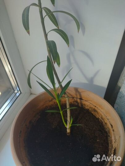 Олеандр 80 см