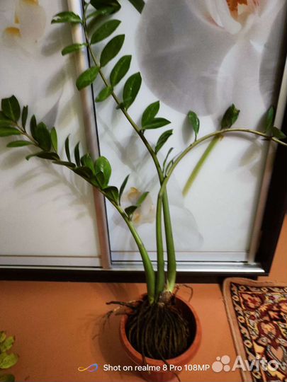 Замиокулькас