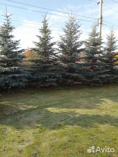 Саженцы и деревья: ель, кедр, сосна, туя, ива итд