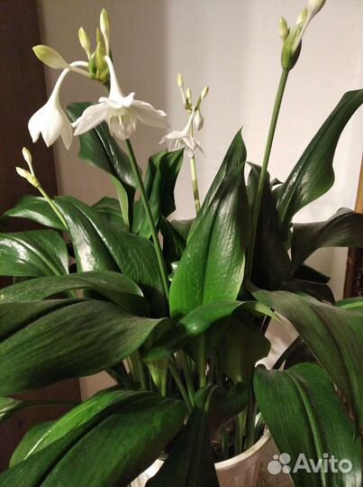Лилия эухарис. луковички по три штуки
