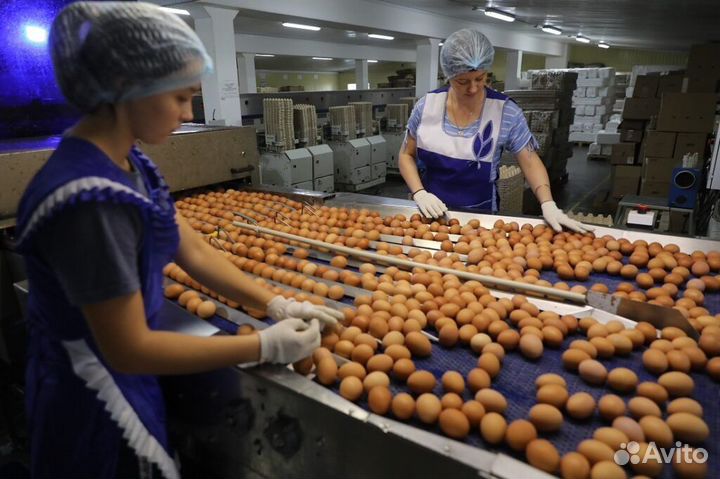 Сборщик на птицефабрику