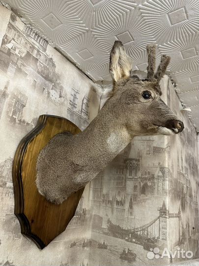 Чучело косули