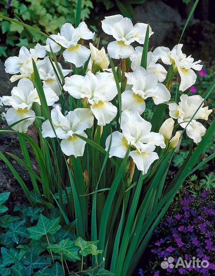 Ирисы сибирские