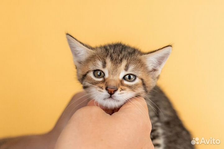 Котята от сибирской мамы — 1,5 месяца в дар