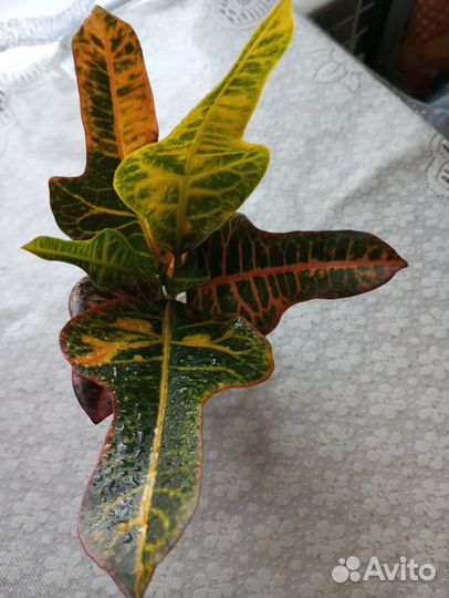 Кротон экселент