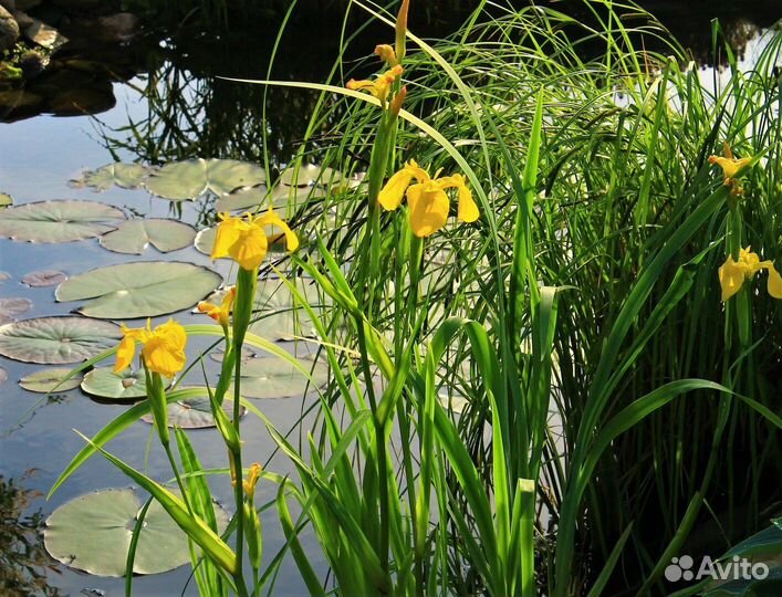 Ирис жёлтый, прудовый