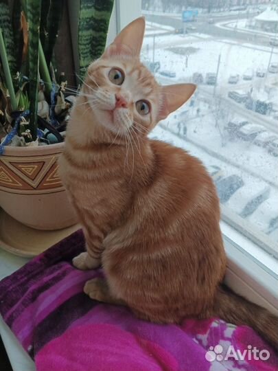 Весёлый и неугомонный рыжик