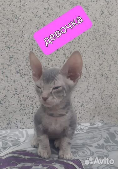 Донской сфинкс велюр котята