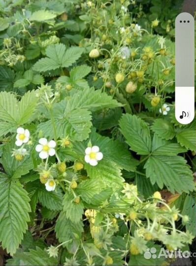 Клубника, земляника. Саженцы, усы