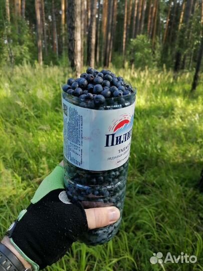 Черника свежая, привоз в эту пт. 02.08.24