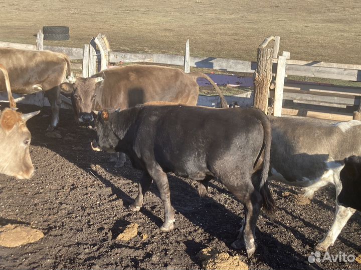 Корова телята и бычки