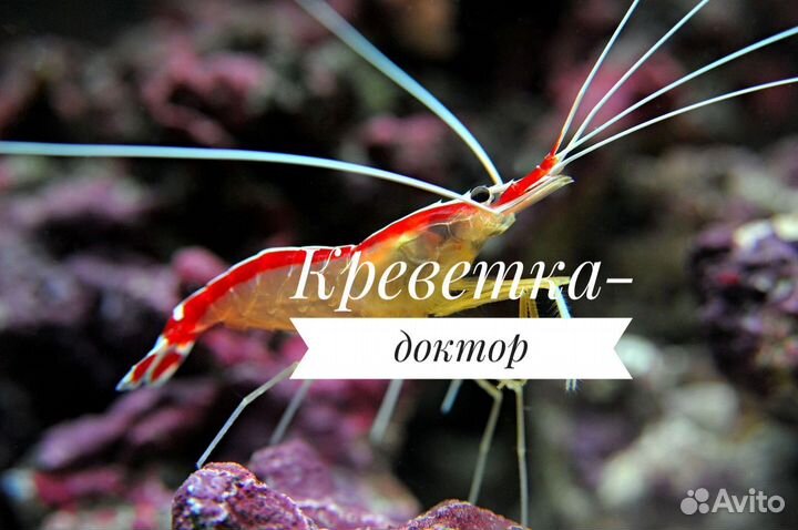 Креветка доктор, М (морская креветка в наличии)