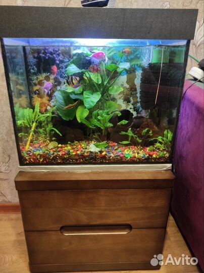 Аквариум с рыбками