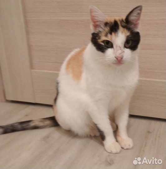 Кошечка. Ласковая старушечка в добрые руки