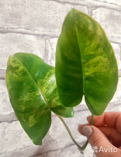 Филодендрон Бурле макс вариегатный