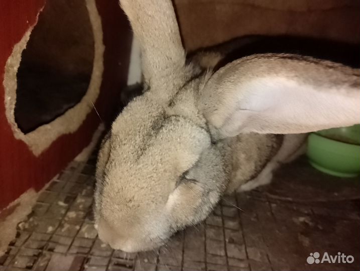 Кролики мясных пород