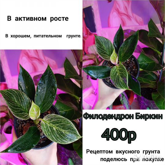 Филодендрон