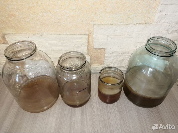 Чайный гриб