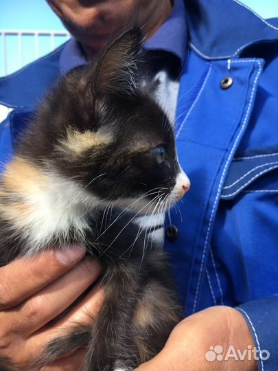 Маленький котёнок девочка трёхцветная кошечка