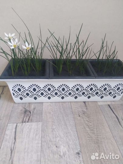 Зефирантес