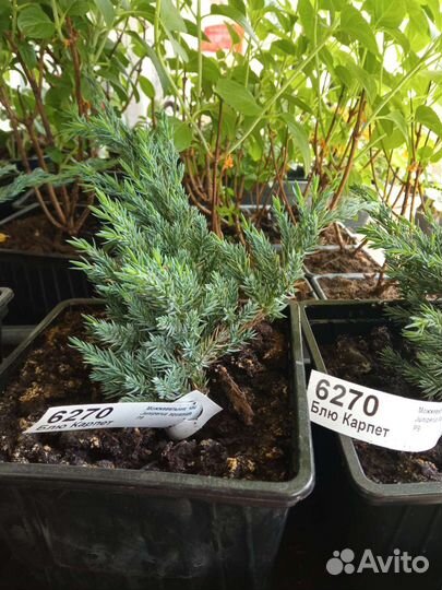 Ива Хакуро Нишики