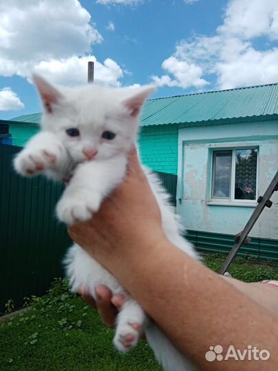 Белый котенок в добрые руки