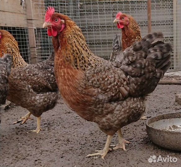 Билефельдер инкубационное яйцо