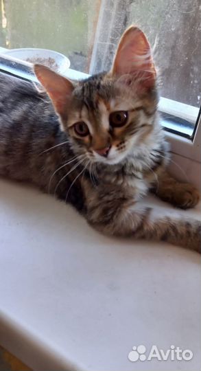 Кошка в добрые руки
