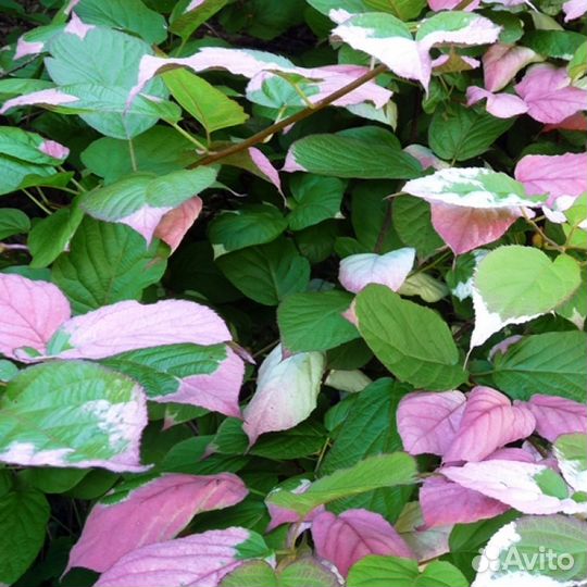 Саженцы актинидия аргута и коломикта 10 сортов