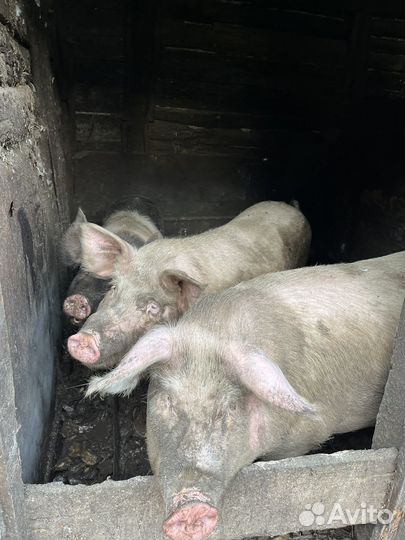 Мясо свинина