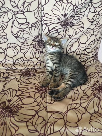 Отдам даром бесплатно