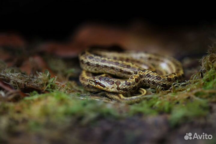 Узорчатые полозы. Змеи для новичков