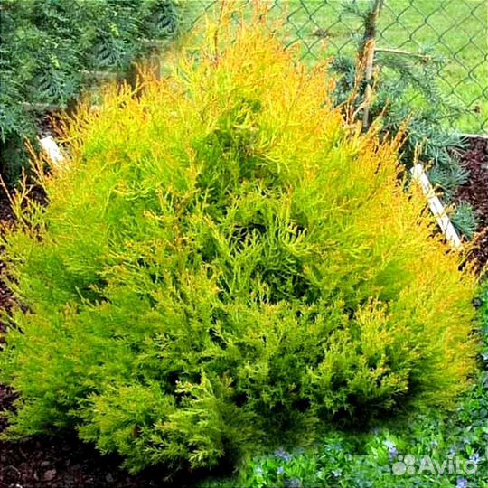 Крупномеры. Взрослые растения с закрытой корневой