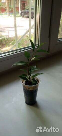 Мирт черенки