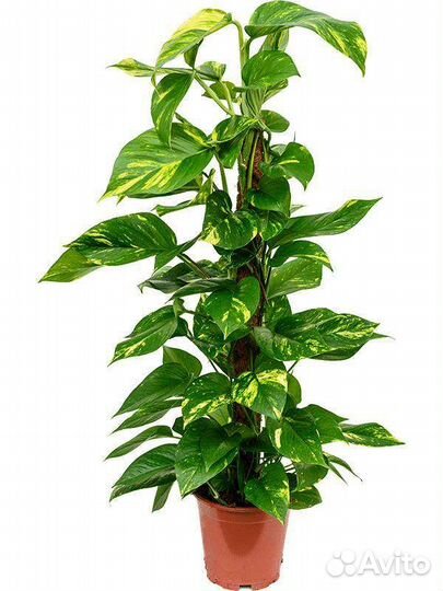 Сциндапсус золотистый