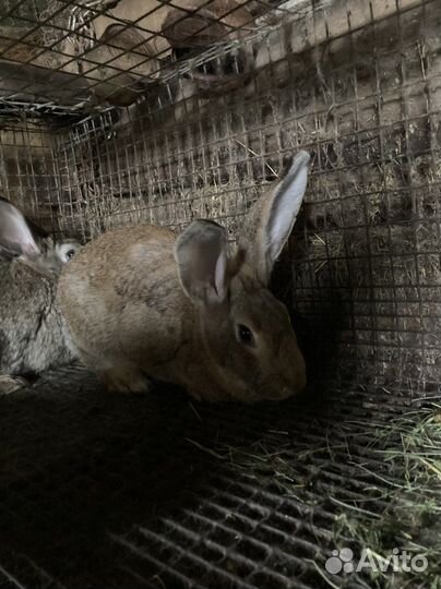 Кролики на племя